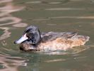 Black-Headed Duck (WWT Slimbridge May 2015) - pic by Nigel Key